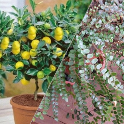 5 растения на щастието и късмета - засадете ги в дома си и животът ви ще тръгне по ноти: