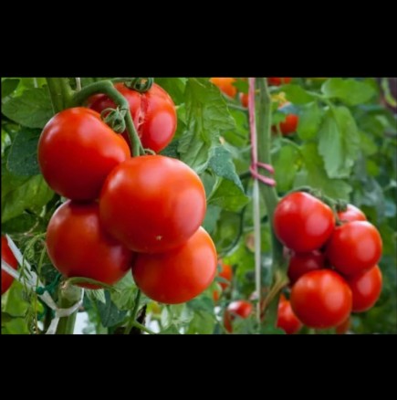 СТАР ГРАДИНАРСКИ трик: Ако засадите тази билка до доматите, ще имате двойна реколта!