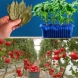 Шепа дафинов лист и разсадът от домати ще даде богат урожай през лятото: