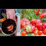 Най-лесният начин да си приготвите разсад за домати: