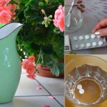 Как да си направим ЖИВА вода за цветята у дома - с 2 таблетки ще избуеят така, че няма да ги познаете!