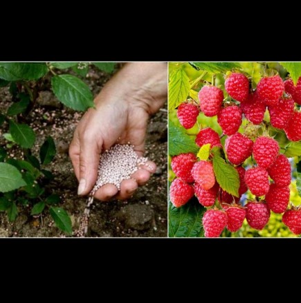 Направете ТОВА с малините през пролетта и ще се отрупат с вкусни плодове! 6 задължителни стъпки: