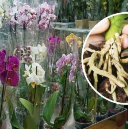 Ето как да използвате картофени кори за ускоряване растежа на орхидеите и удължаване на периода на цъфтеж