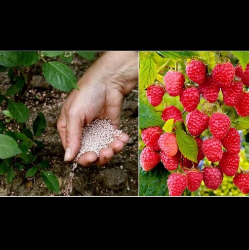 Направете ТОВА с малините през пролетта и ще се отрупат с вкусни плодове! 6 задължителни стъпки: