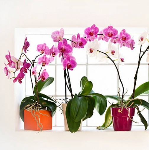 Полудяват от цъфтеж през цялата година: ТРИТЕ СЪВЕТА, с чиято помощ ще накарате орхидеята да цъфти постоянно!  