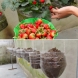 Висяща ягодова градина на балкона - лесно и евтино! После береш ягодки с шепите: