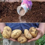 Супер реколта от картофи! Само поръсете това в лехите и ще събирате едри и вкусни картофки: