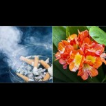 Цветето, което всеки пушач трябва да отглежда в дома си - неутрализира дима и токсините: