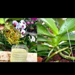 Ето в какво потапям орхидеята и листата са твърди, а корените - здрави и зелени! Супер мощен домашен стимулант: