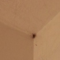Какво означава, ако видите паяк в къщата-Най-известните поличби