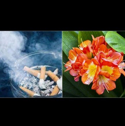 Цветето, което всеки пушач трябва да отглежда в дома си - неутрализира дима и токсините: