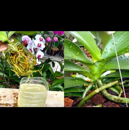 Ето в какво потапям орхидеята и листата са твърди, а корените - здрави и зелени! Супер мощен домашен стимулант: