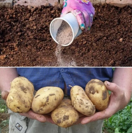 Супер реколта от картофи! Само поръсете това в лехите и ще събирате едри и вкусни картофки: