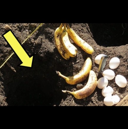 Какво се случва, когато заровите бананова кора и яйчени черупки в градината? 