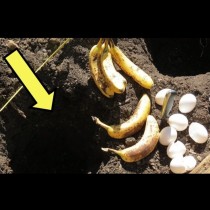 Какво се случва, когато заровите бананова кора и яйчени черупки в градината? 