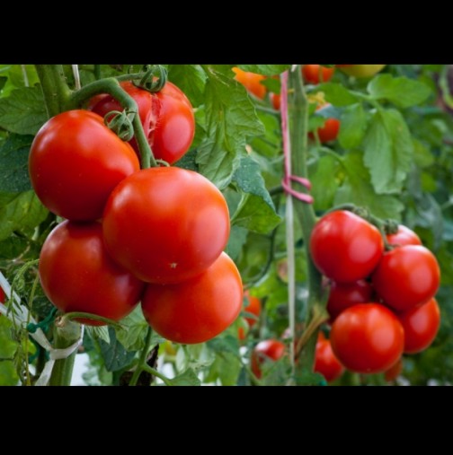 Как правилно се колтучат домати, за да ги ринете с лопати наесен: