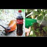 Кока-кола е пръв помощник на градинаря - поставете я в купичка до разсада и ще се убедите сами!