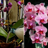 Универсален разтвор за цъфтеж - отваря всички цветни пъпки, а орхидеята го обожава: