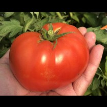 Трябва да знаете това за доматите, ако искате да имат едри и сочни плодове - цялата тайна е в листата: