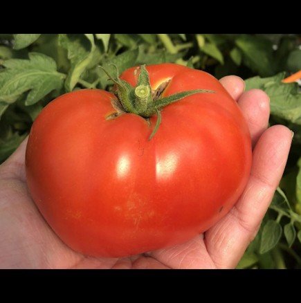 Ако искате доматитее да имат едри и сочни плодове, трябва да знаете ТОЗИ трик с листата: