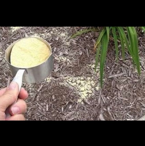 Този градинарски трик ще ви спести нерви и време - просто поръсете почвата с царевично брашно!  