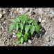 След като засадите доматите в почва, първо им дайте този естествен тор: Ускорява растежа и увеличава реколтата