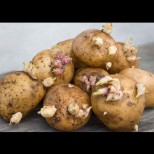 Картофените кълнове не са за боклука! Ето как ги използват опитните градинари: