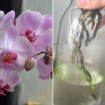 Как да си отгледаме здрави и цъфтящи орхидеи БЕЗ субстрат - ето в какво се засаждат: