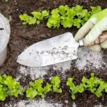 Как да използвате правилно пепел в градината за подхранване и при засаждане