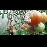 Ето какво да направим с доматите след проливните дъждове, за да спасим реколтата: