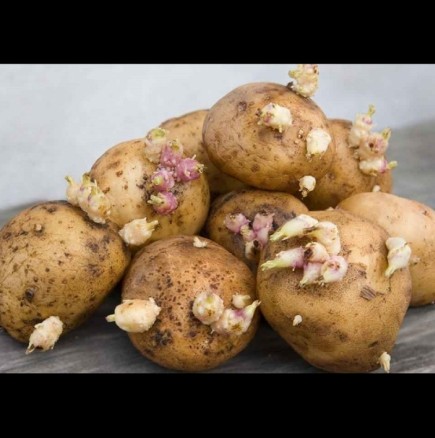 Картофените кълнове не са за боклука! Ето как ги използват опитните градинари: