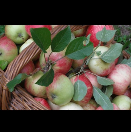 Това са най-здравословните и лечебни ябълки - зреят точно в момента: