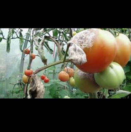 Ето какво да направим с доматите след проливните дъждове, за да спасим реколтата: