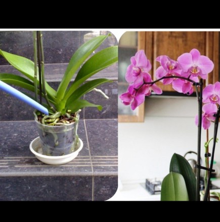 Познат цветар сподели прост начин за подхранване на орхидеи без химия. Сега се радвам на буйния им цъфтеж! 