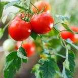 Ето от колко вода имат нужда доматите, за да са вкусни и сочни 