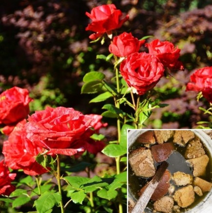 Нахранете розите със стар хляб и ще бъдат цвят до цвят цяло лято! Хем евтино, хем златно: