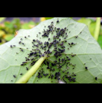 Направете ТОВА и 5 години няма да видите жива листна въшка или мравка в градината!