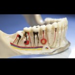 Всеки зъб издава проблем с даден орган – ето как да ги 
