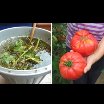 Голяма реколта от големи домати - опитните градинари разкриха тайната: