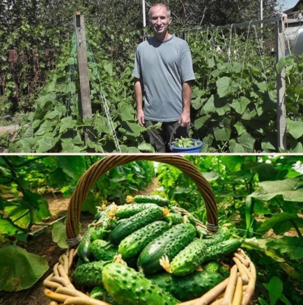 Фермерски разтвор за хрупкави краставички - береш сочна реколта чак до късна есен: