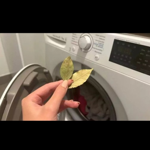 Поставете няколко дафинови листа в пералнята. Ще спестите много време и нерви!