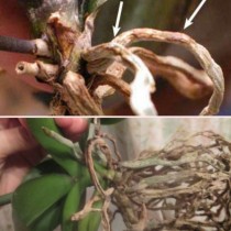 Как да спасим орхидеята с напълно изсъхнали корени:
