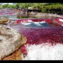 Галерия: Най-красивата река на света разцъфтява в пет цвята