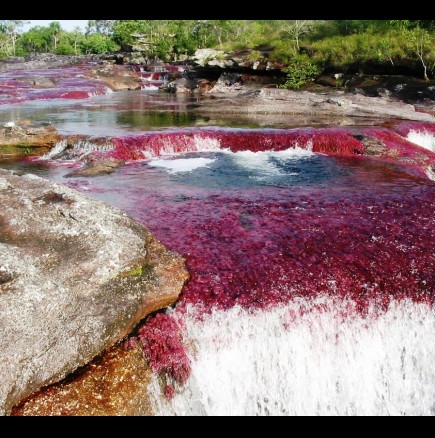 Галерия: Най-красивата река на света разцъфтява в пет цвята