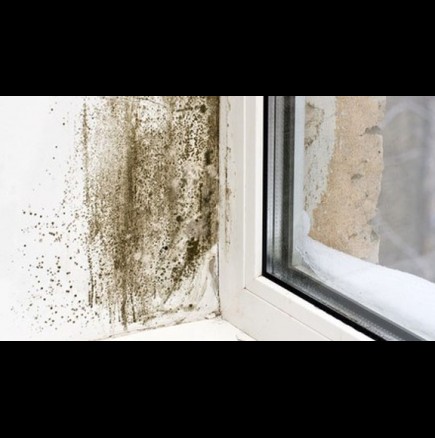 Как да предотвратите мухъла в дома? 