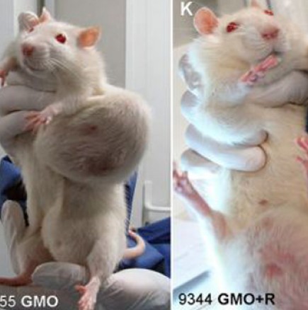 Шокиращи последици от генно модифицираните храни