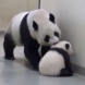 Умилително видео на панда с бебето й
