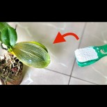 Бял цимент в помощ на орхидеите: лек за стотинки, който ще спаси и най-болното цвете