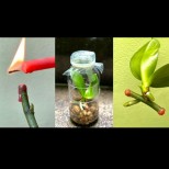 От един цветонос отглеждам поне 4 нови орхидеи - лесен и успешен начин за размножаване: