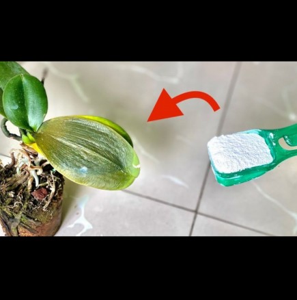 Бял цимент в помощ на орхидеите: лек за стотинки, който ще спаси и най-болното цвете